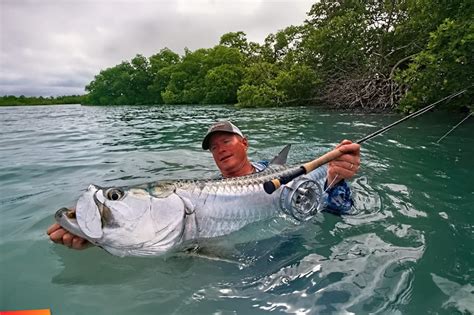 tarpon caye|ambergris caye tarpon fishing.